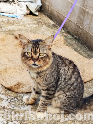 পার্সিয়ান বিড়াল